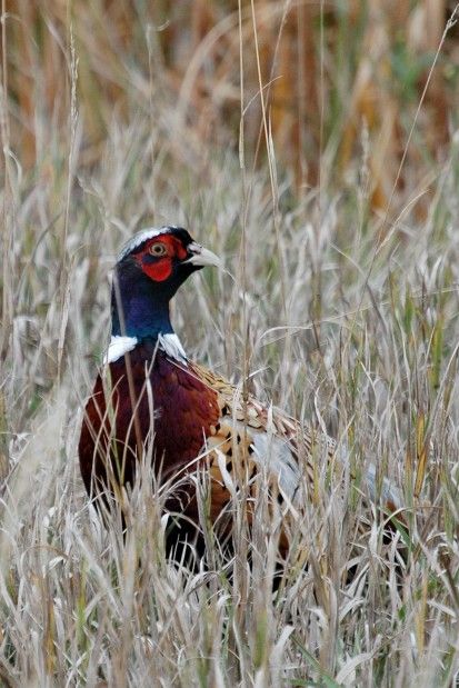 Barbecued Pheasant